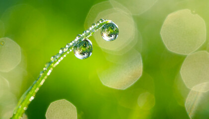 Large water drops of dew with reflecting sun on stem of green grass on light green background with...