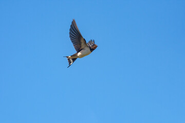 Young barn swallow, Hirundo rustica flying in the blue sky as the national bird of Estonia