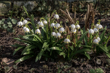 Spring Snowflake (Leucojum vernum) in garden
