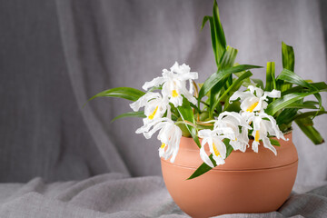 Exotic tropical white yellow orchid flower Coelogyne Cristata in pot on grey textile background. Winter blooming home or garden interior flowers
