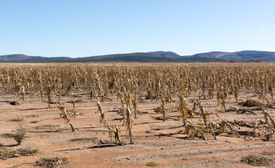 Drought