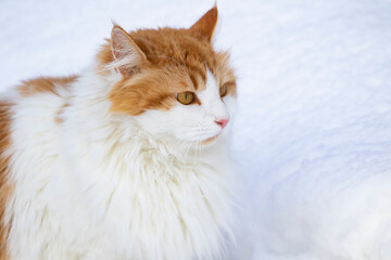 Red and white colored furry cat sitting in the snow