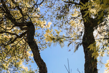 Mimosa