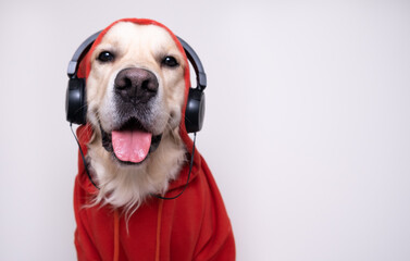 The dog is listening to music. Golden retriever sits in a red sweatshirt and black headphones against a white wall