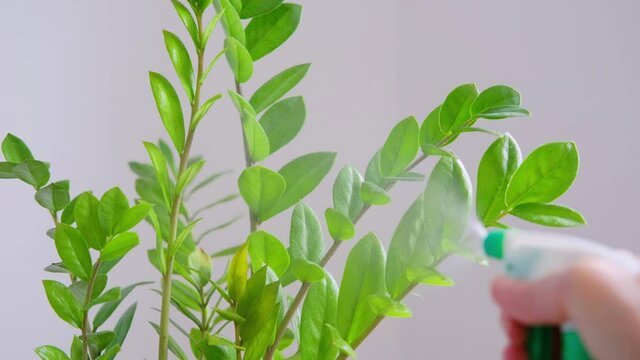 Home plant care concept. Female hand with spray bottle sprinkles on zamioculcas plant
