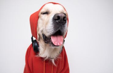 The dog is listening to music. Golden retriever sits in a red sweatshirt and black headphones against a white wall