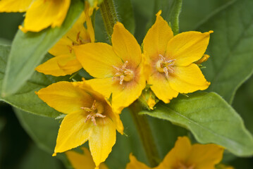 Dotted Loosestrife (Lysimachia punctata) in garden