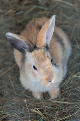 Fototapeta premium rabbit in the garden