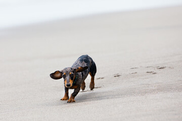 Photo of dachshund puppy knowns as badger dog walking by sand beach. Funny dog run along sea surf. Actions, training games with family pets and popular dog breeds on summer vacation
