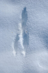 Hasenspuren im Schnee.