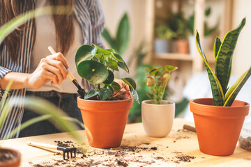 Woman gardeners taking care and transplanting plant a into a new white pot on the wooden table....