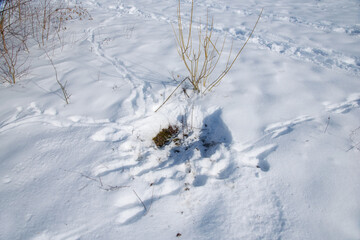 Tierspuren im Schnee.