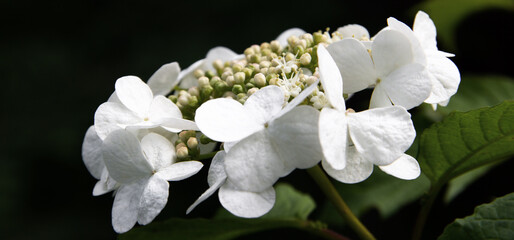 Blooming white flowers viburnum close up, flowers on a background of green leaves. Deciduous woody plant, used in folk and scientific medicine.