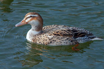 Cane colvert sur l'étang	