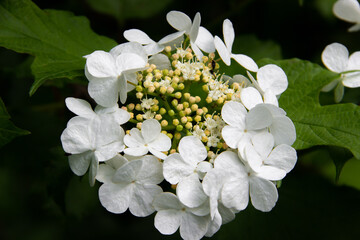 Blooming white flowers viburnum close up, flowers on a background of green leaves. Deciduous woody plant, used in folk and scientific medicine.