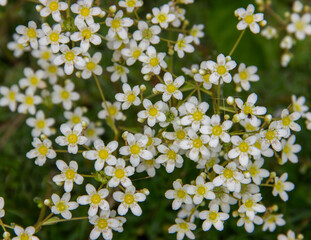 Small white flowers with a yellow center..White  Saxifraga  is a perennial herbaceous  plant for Alpine slides.  Spring flowers. Top view. Selective focus.