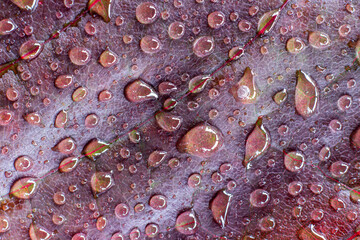 Bright red natural leaf texture with water drops. Maple leaf close-up.