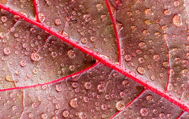 Bright red natural leaf texture with water drops. Maple leaf close-up.