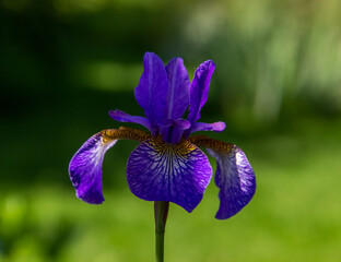 Iris sibirica. Blue purple flower of Siberian iris on a green background.