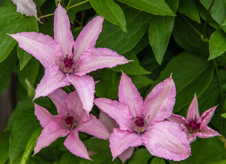 Pink clematis flower with green leaves.  .Beautiful climbing plant of gardens and parks.