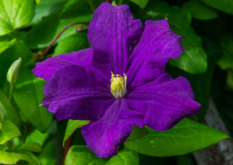 Large  clematis flower with green leaves.  A closeup of a bright purple flower.  Beautiful climbing plant of gardens and parks.  Flowering period spring summer autumn. Garden decoration.