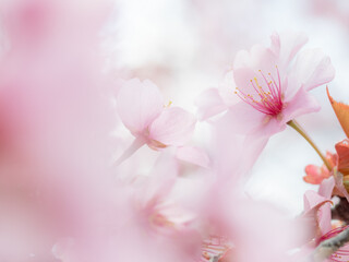 pink cherry blossom