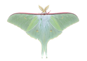 Butterfly (Actias artemis)