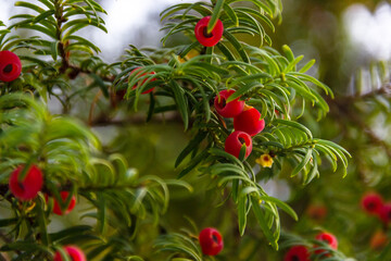 Taxus baccata, green branches of  berry  yew tree with red  fruits. Evergreen ornamental plant, conifer shrub..