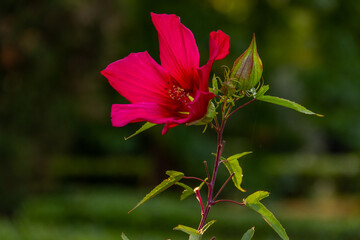 Beautiful red Hibiscus flower in the garden. Perennial ornamental shrub.