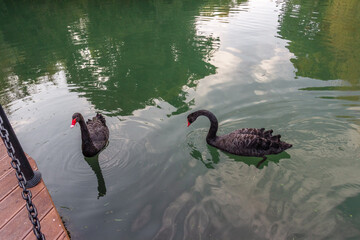 A pair black swans ( Cygnus atratus) with red beak swimming in a pond. Birds represent beauty and romance.