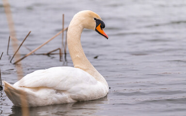 Fototapeta premium Swan on the water at golden sunset.