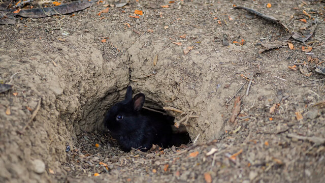 Rabbit burrow in the ground. The hole in the subsoil is the natural habitat of the bunnies.