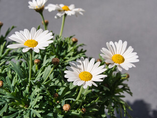 Obraz premium white flowers of the species marguerite daisy (Argyranthemum frutescens), with green leaves, against gray background