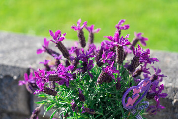 Beautiful purple lavender flowers in the garden