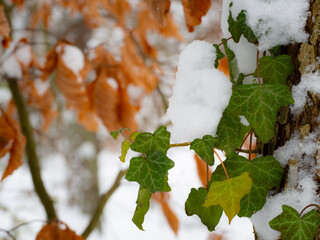 Green ivy growing on the tree and covered with fresh snow
