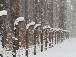 An old fence of concrete posts and barbed wire in a forest during heavy snowfall