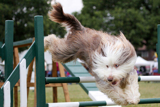 Bearded Collie competing in agility event