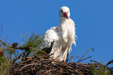 Cigogne blanche - Ciconia ciconia - au nid