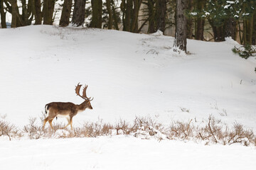 Fallow deer in wintertime with fresh fallen snow.