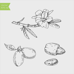 Almond plant set. Picture made by hands with ink.