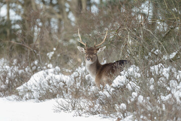 Fallow deer in wintertime with fresh fallen snow.