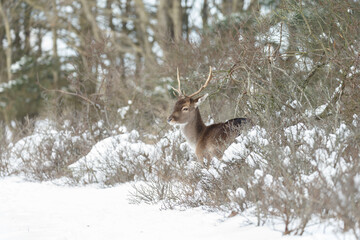 Fallow deer in wintertime with fresh fallen snow.