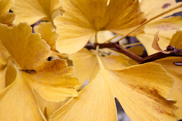 Ginkgo_yellow_CloseUp