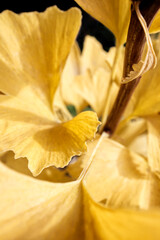 Ginkgo_Yellow_CloseUp_Upright
