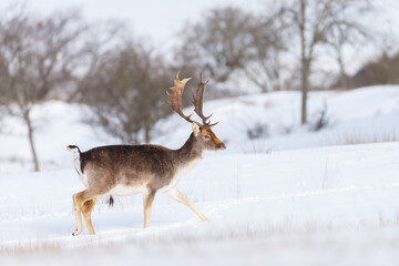 Naklejka na ściany i meble Fallow deer in wintertime with fresh fallen snow.