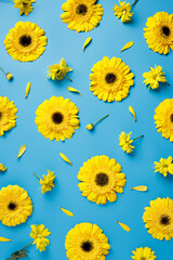 Creative visual arrangement with yellow fresh gerbera flowers on vibrant blue background. Minimal natural trend spring bloom floral concept. - obrazy, fototapety, plakaty