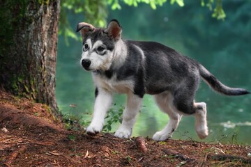 Alaskan Malamute puppy dog walks in the forest by the pond 