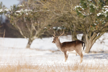Fallow deer in wintertime with fresh fallen snow.