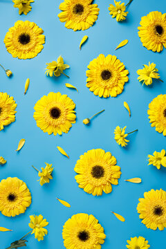 Creative visual arrangement with yellow fresh gerbera flowers on vibrant blue background. Minimal natural trend spring bloom floral concept. © Aleksandar