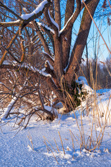 Fototapeta na wymiar Baum in der Schneelandschaft mit blauen Himmel